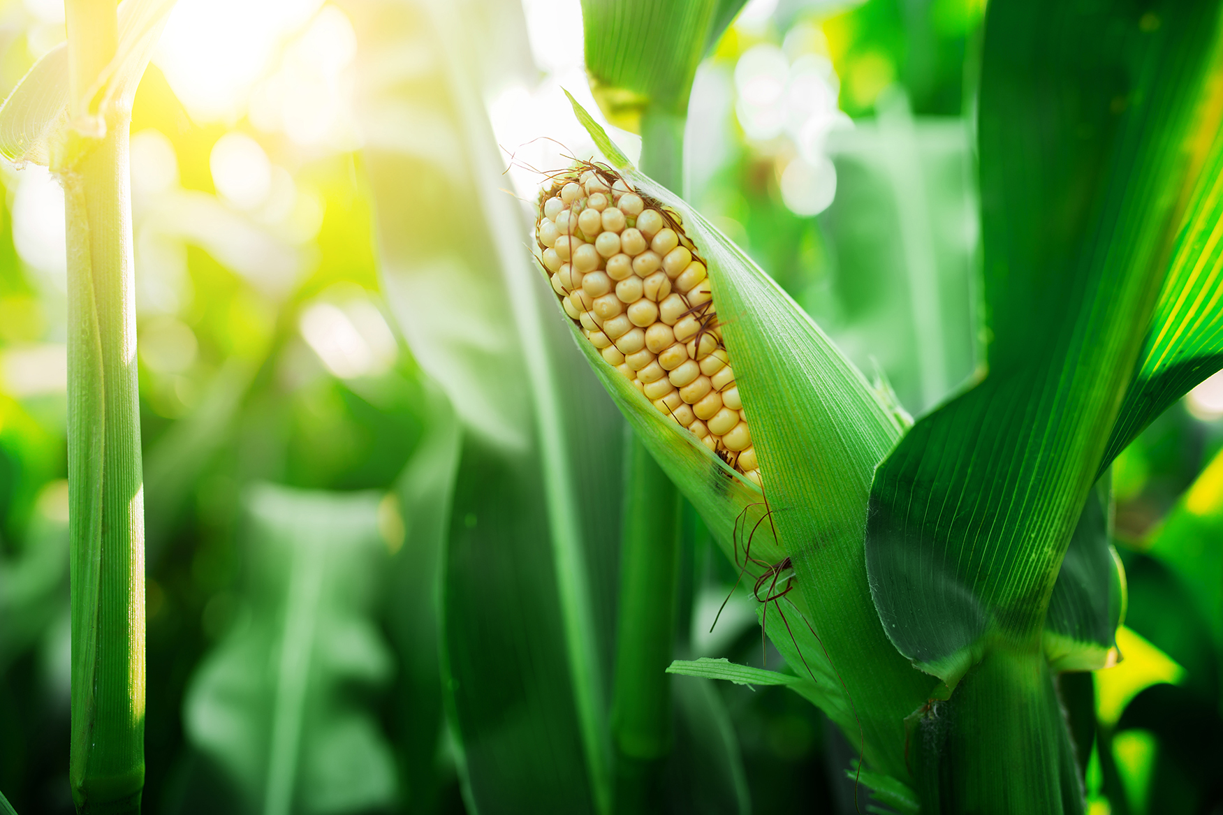 Crops like corn are vitally important to farmers and the communities that depend on them.