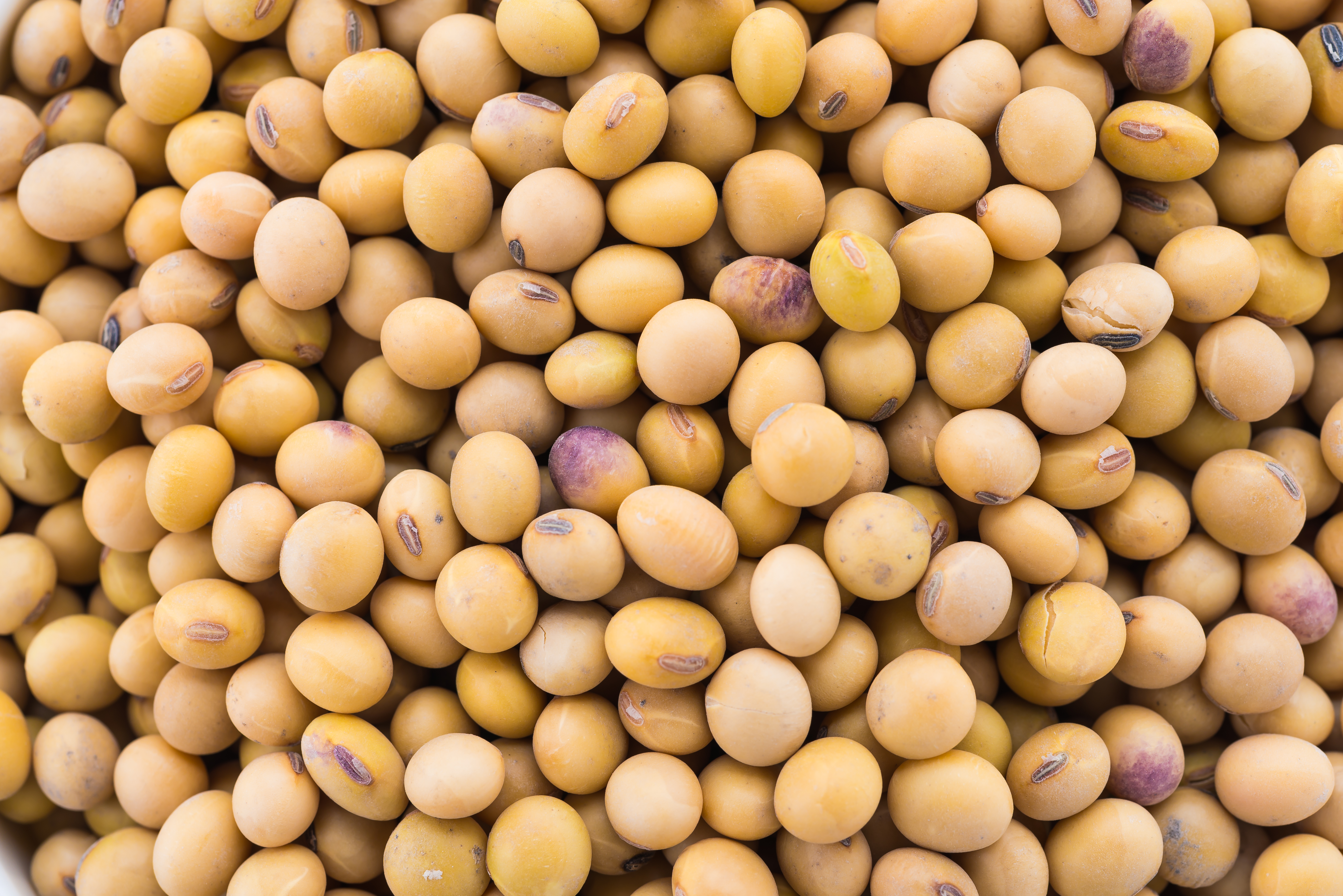 Soybeans: Every Child's Favorite Legume