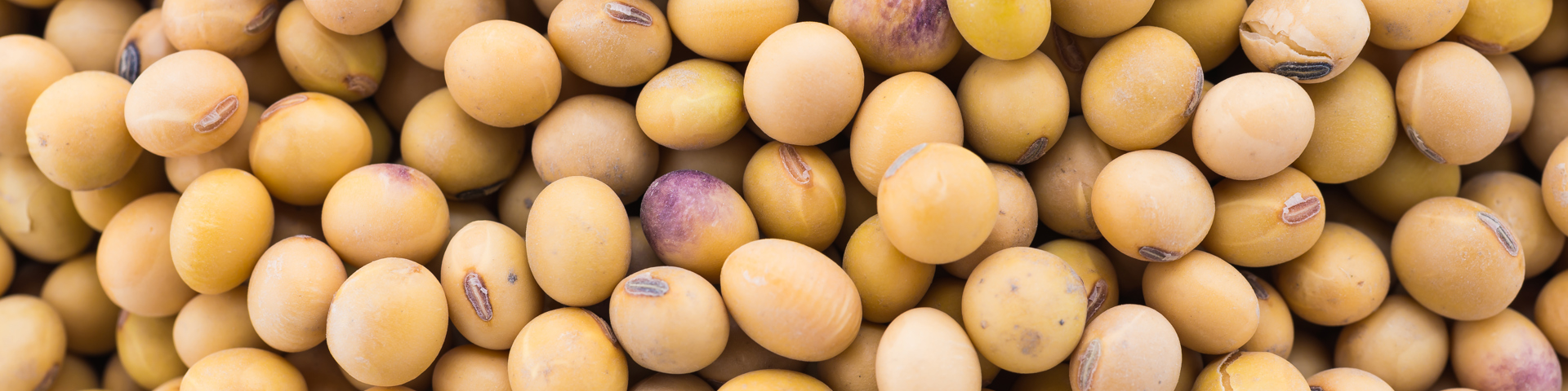 Soybeans: Every Child's Favorite Legume Wide Banner