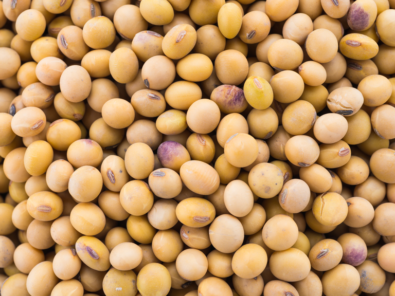 Soybeans: Every Child's Favorite Legume Square Banner