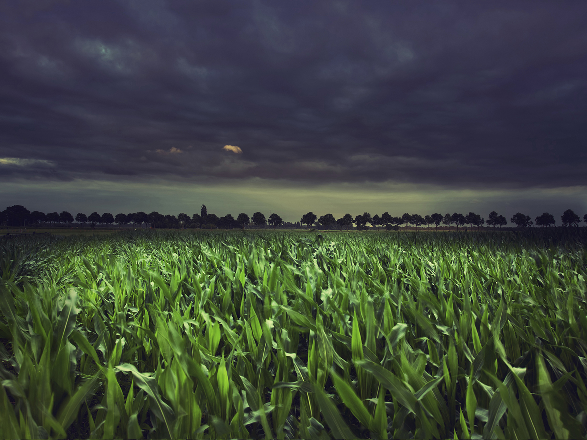 Banner Background Square