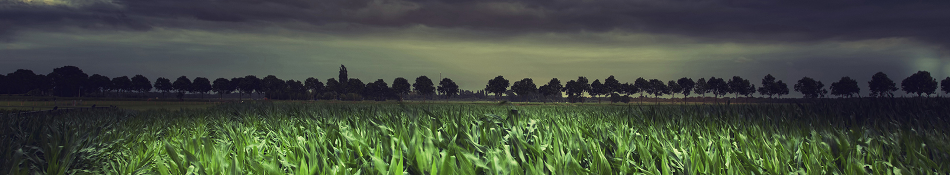 Banner Background