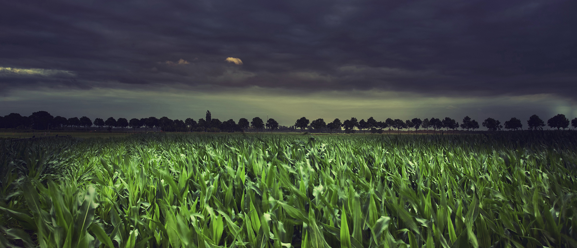 Banner Background Wide