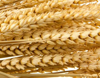 Actual Production History (APH)