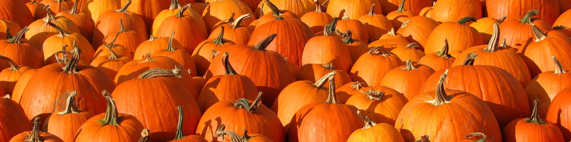 Commodity Spotlight: Processing Pumpkins Wide Banner