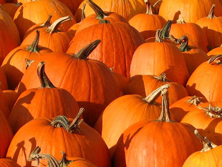 Commodity Spotlight: Processing Pumpkins Square Banner