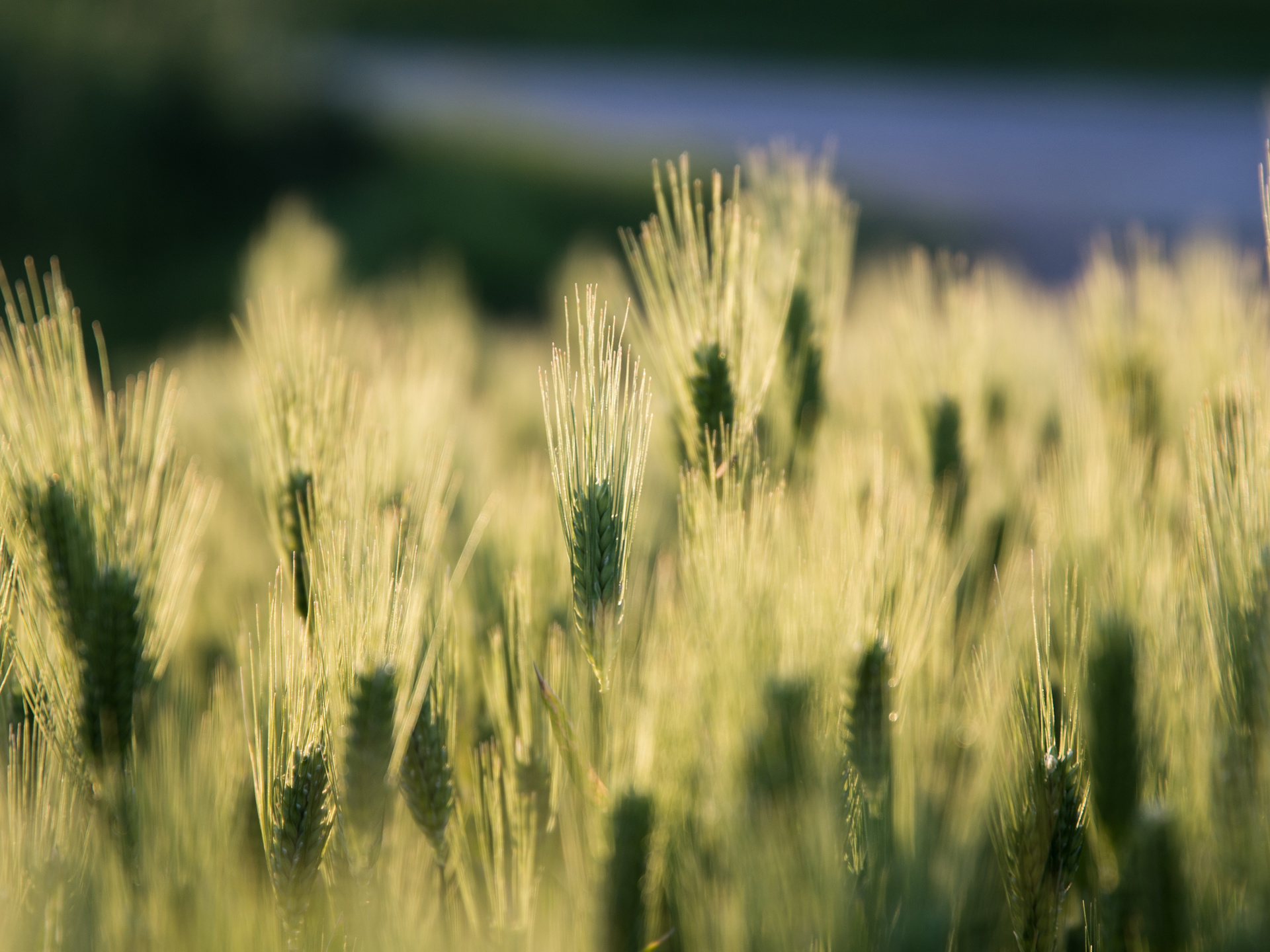 Banner Background Square