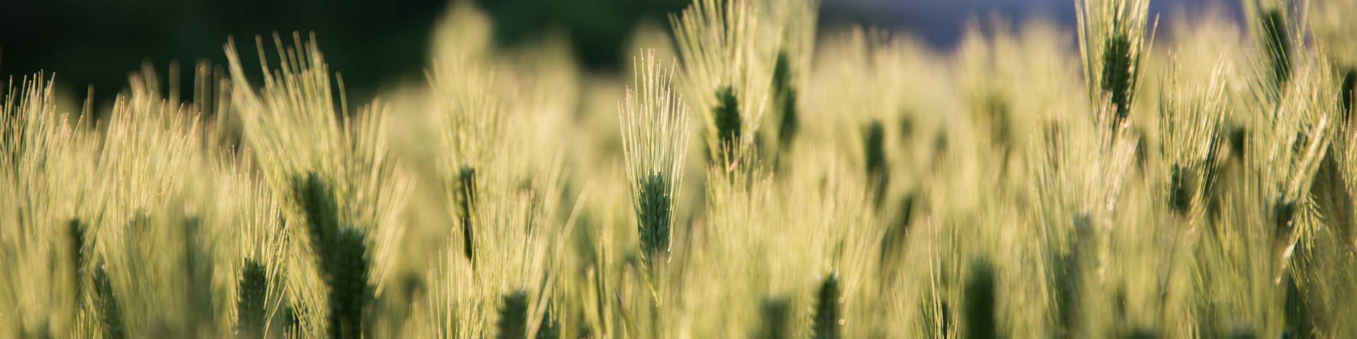 Pandemic Cover Crop Program Announced Wide Banner