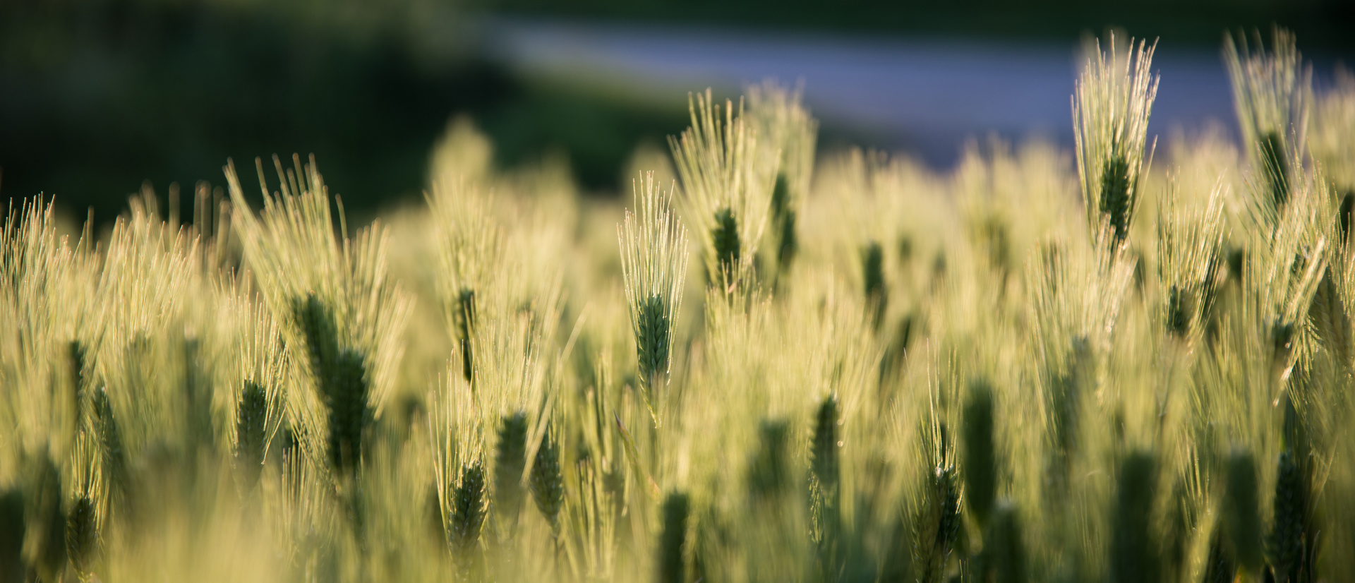 Banner Background Wide