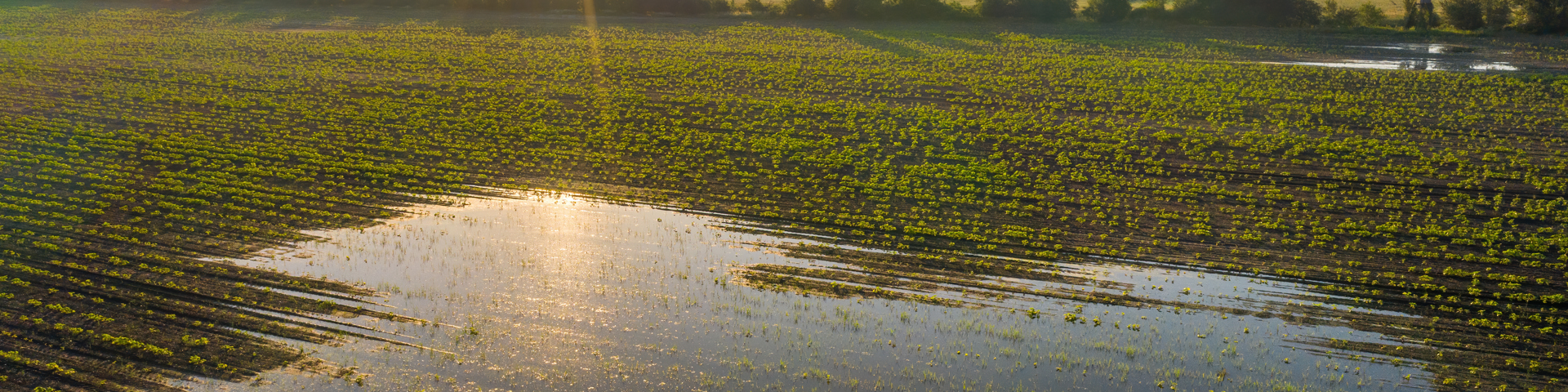 Replanting Reminders Wide Banner