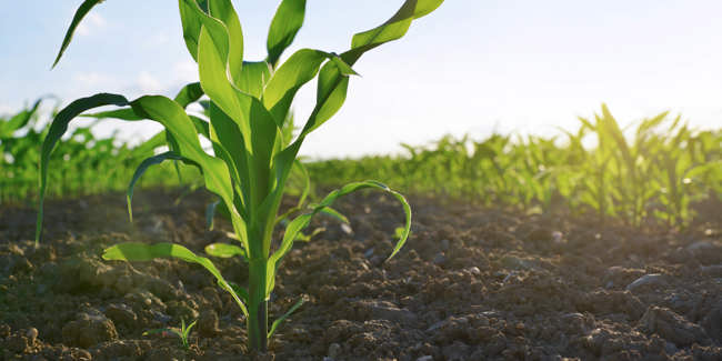 Crop and Livestock Income Protection