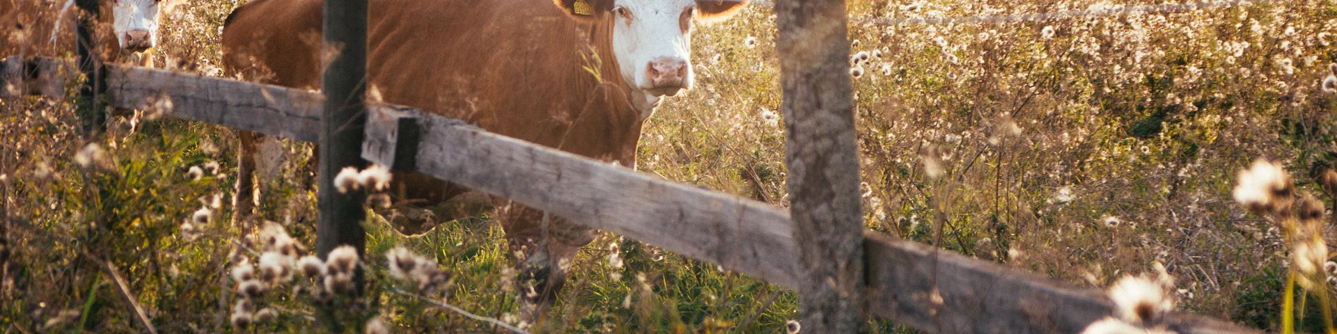 Why is AgriSompo the best partner for livestock insurance? Wide Banner