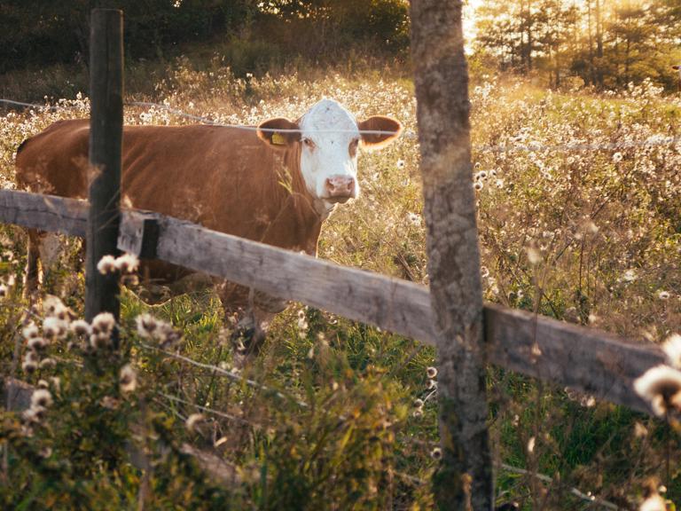 Why is AgriSompo the best partner for livestock insurance? Square Banner