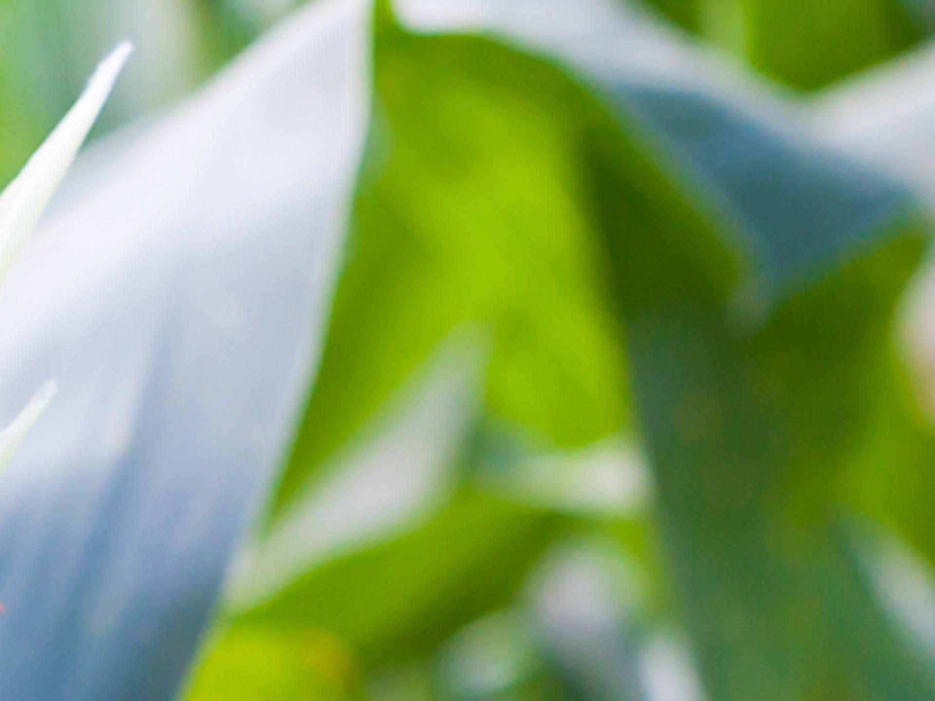 Banner Background