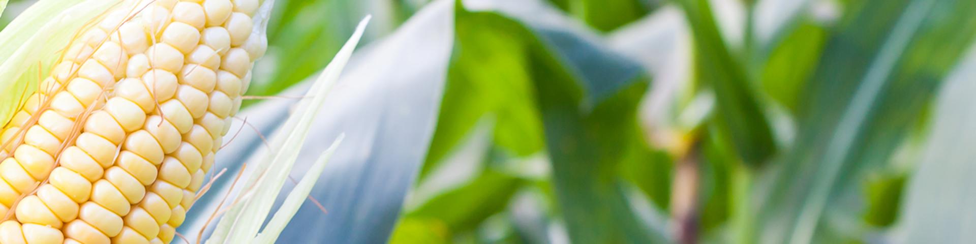Banner Background
