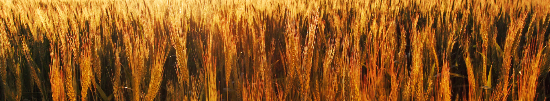 Banner Background