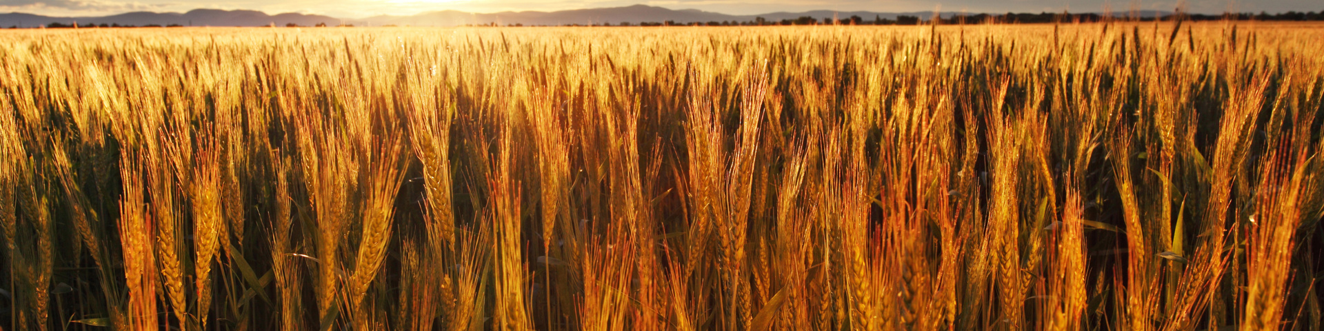 The Plan and Path Forward Wide Banner