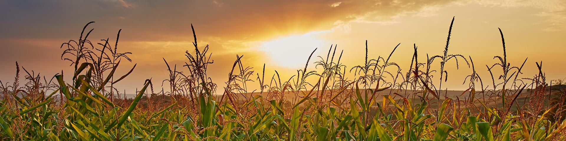 RMA Announces Emergency Drought Relief Wide Banner