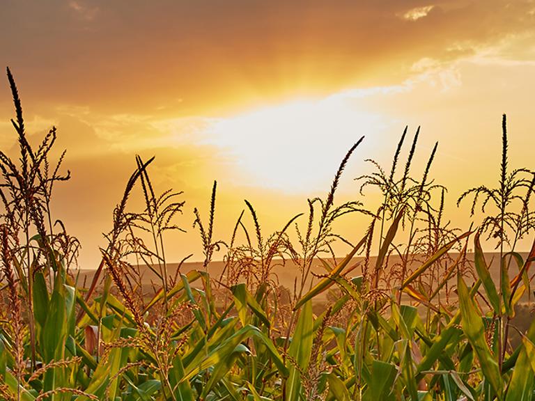 RMA Announces Emergency Drought Relief Square Banner