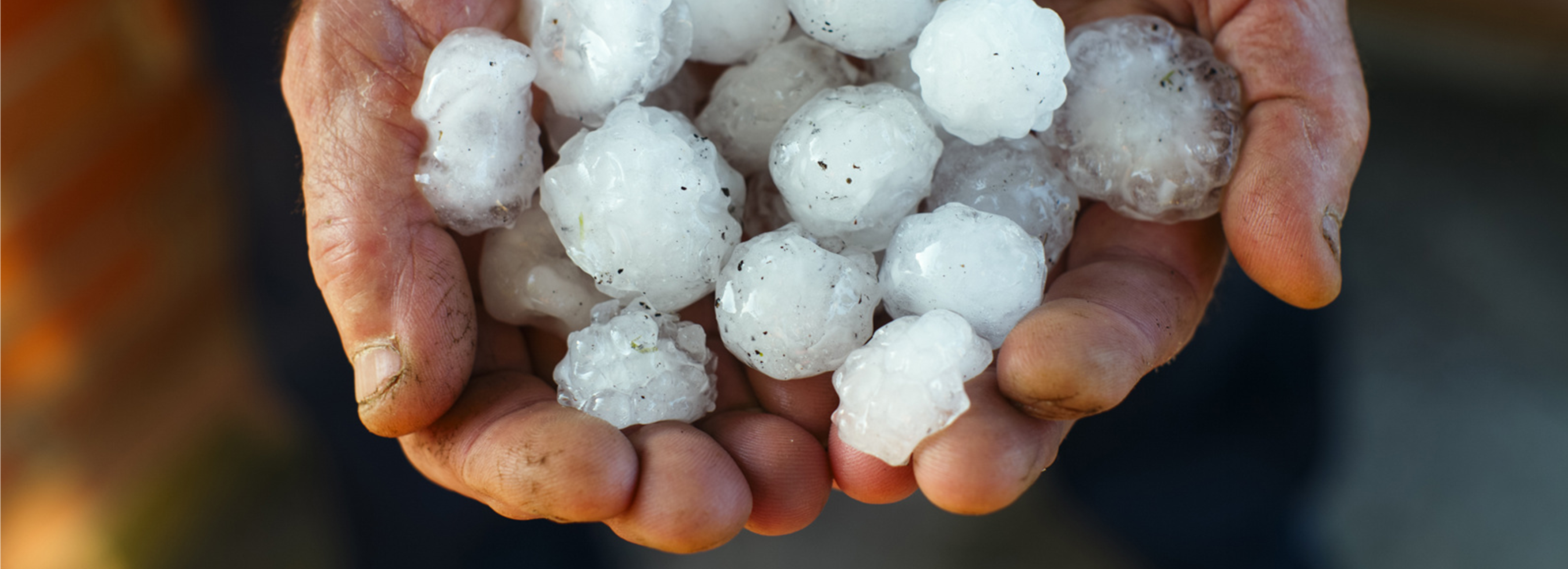 Using our Crop Hail products to grow your business