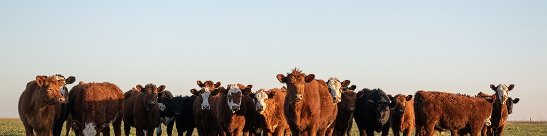 Get ready for the 2027 livestock reinsurance year Wide Banner