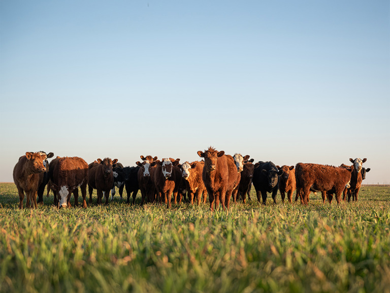 Get ready for the 2027 livestock reinsurance year Square Banner