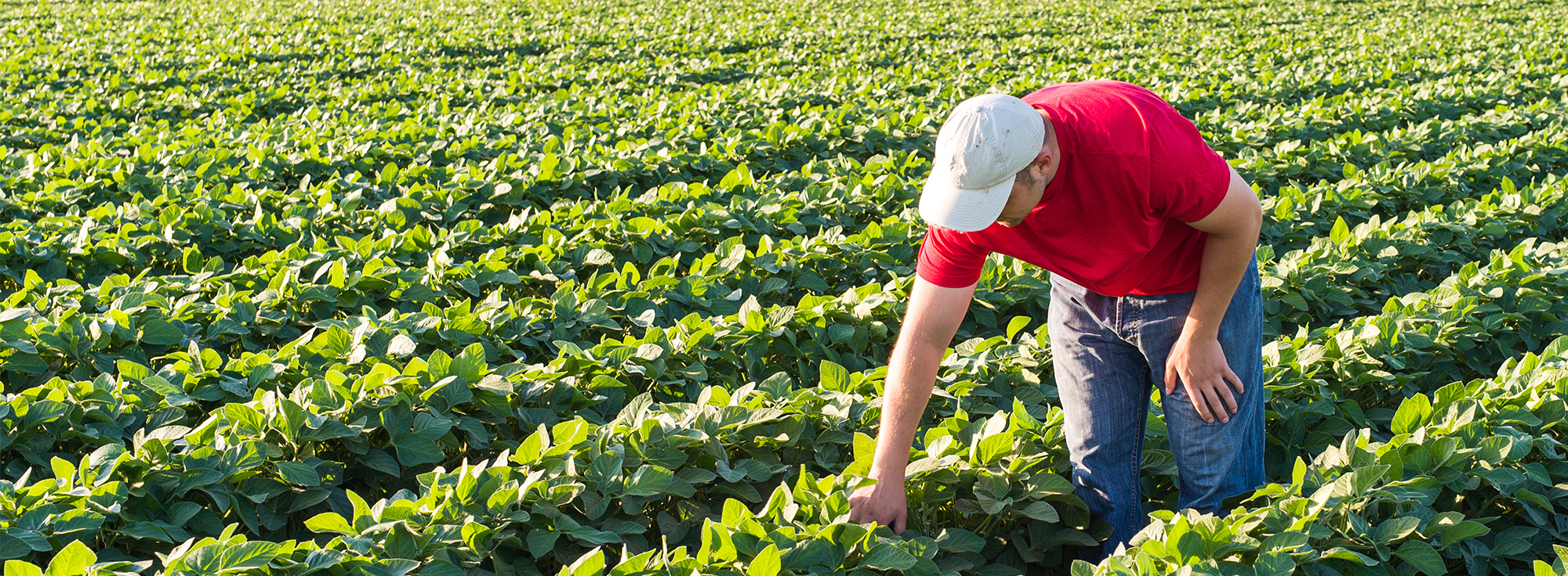 The Hill: A Bipartisan Push for Crop Insurance