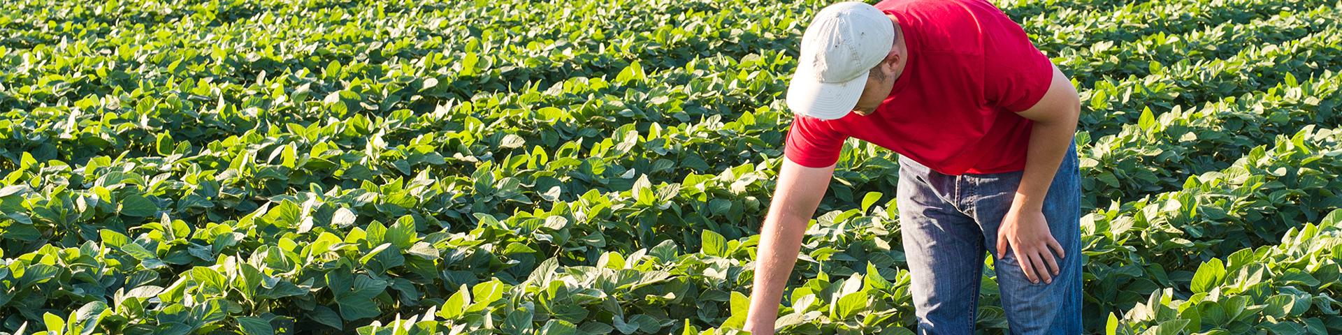 The Hill: A Bipartisan Push for Crop Insurance Wide Banner