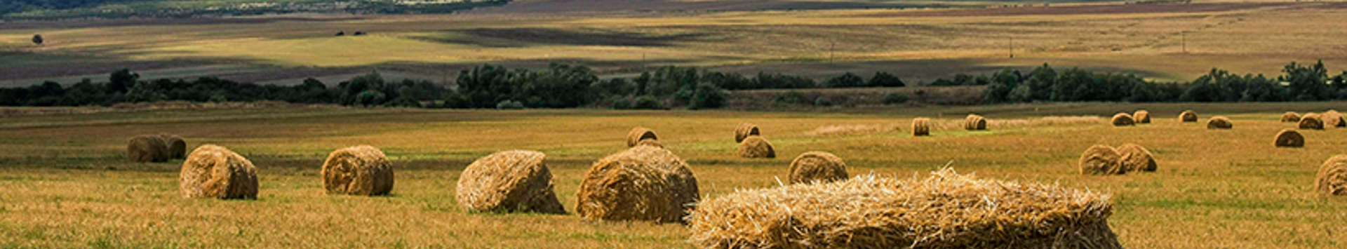 Banner Background