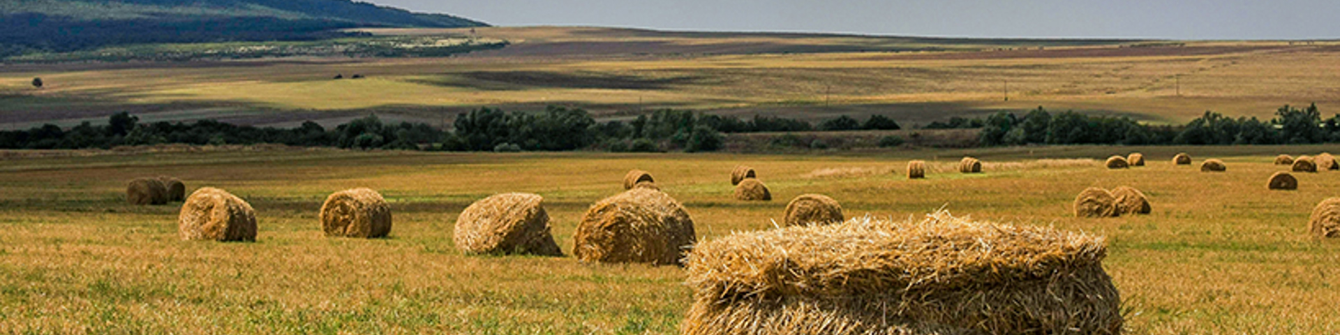 Keying and quoting Annual Forage coverage Wide Banner