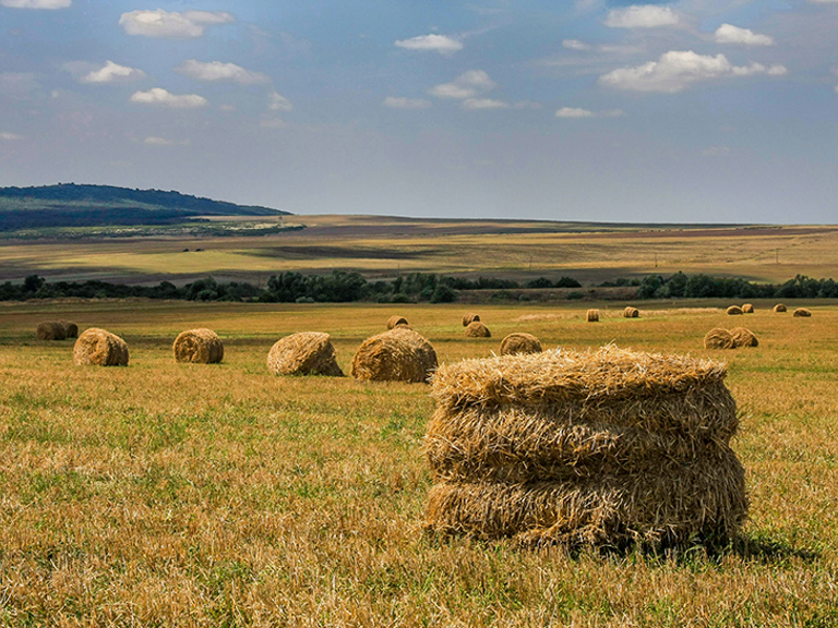 Keying and quoting Annual Forage coverage Square Banner