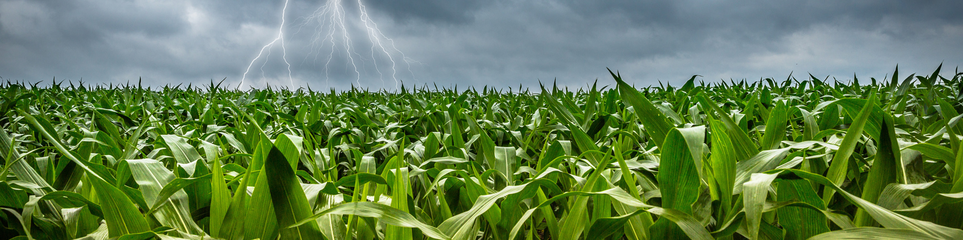 Supplemental Disaster Relief Program: Have your producers applied? Wide Banner