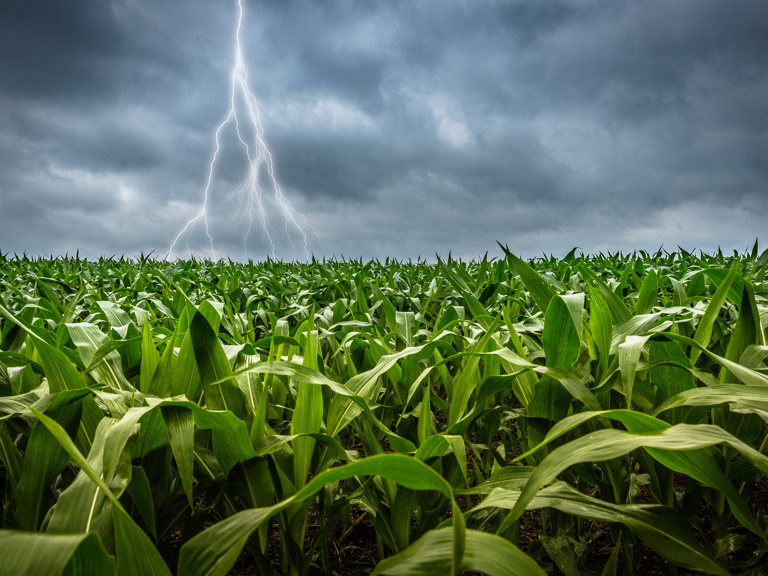 Supplemental Disaster Relief Program: Have your producers applied? Square Banner