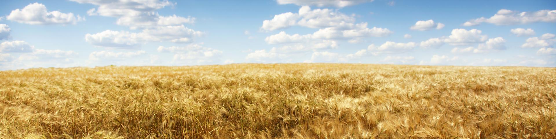 Banner Background
