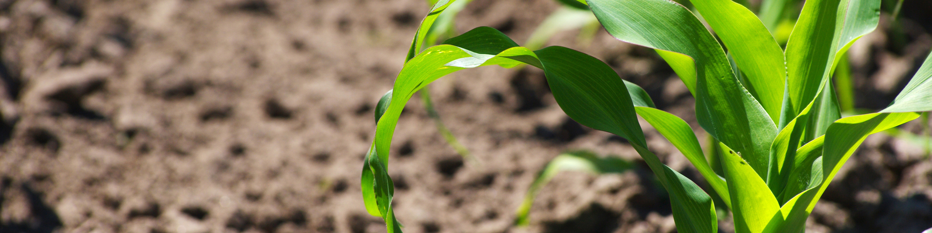 Announcing the 2022 Virtual Crop Tour Wide Banner
