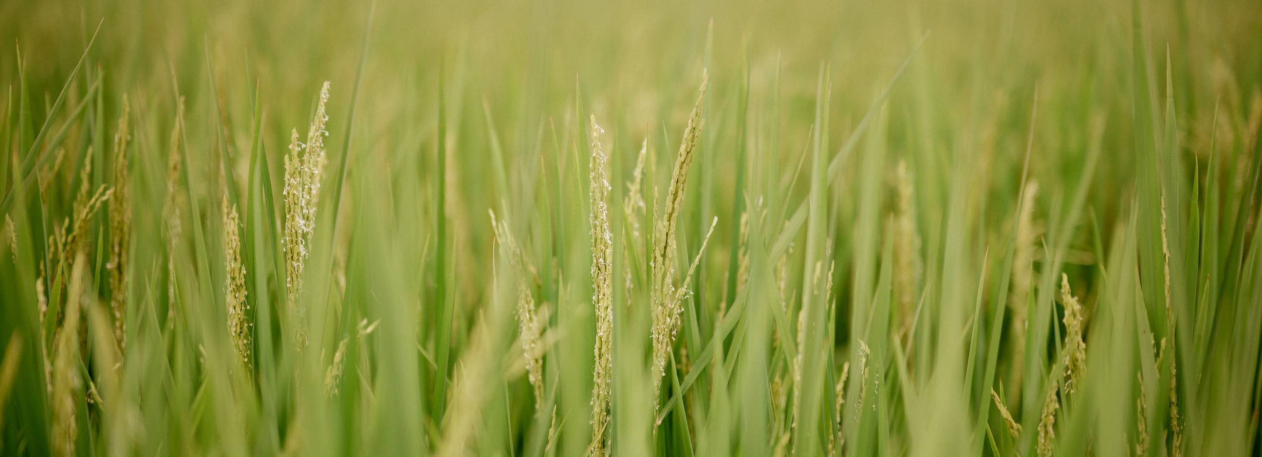 Improved agent editing access in AgriNet