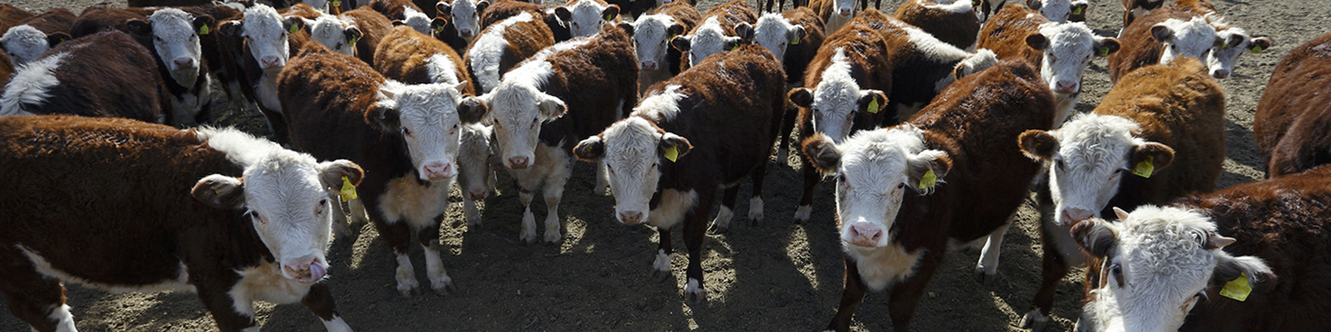 Livestock Insurance Updates Announced Wide Banner