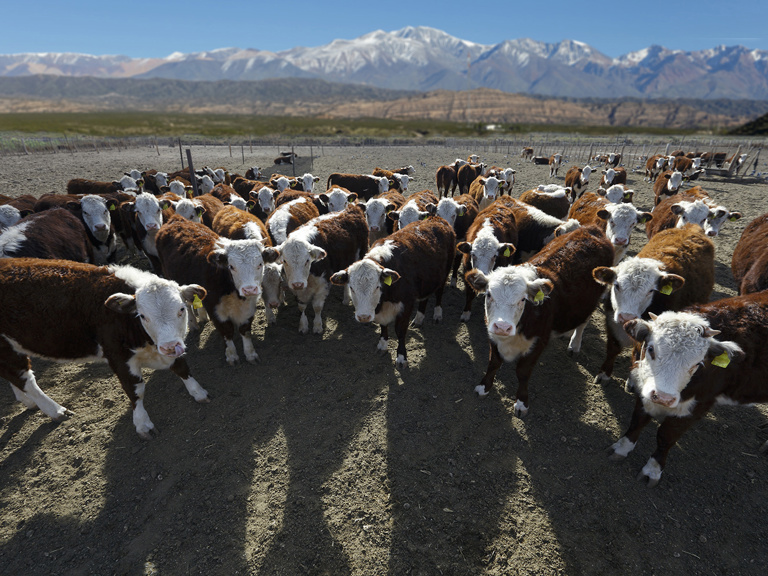Livestock Insurance Updates Announced Square Banner