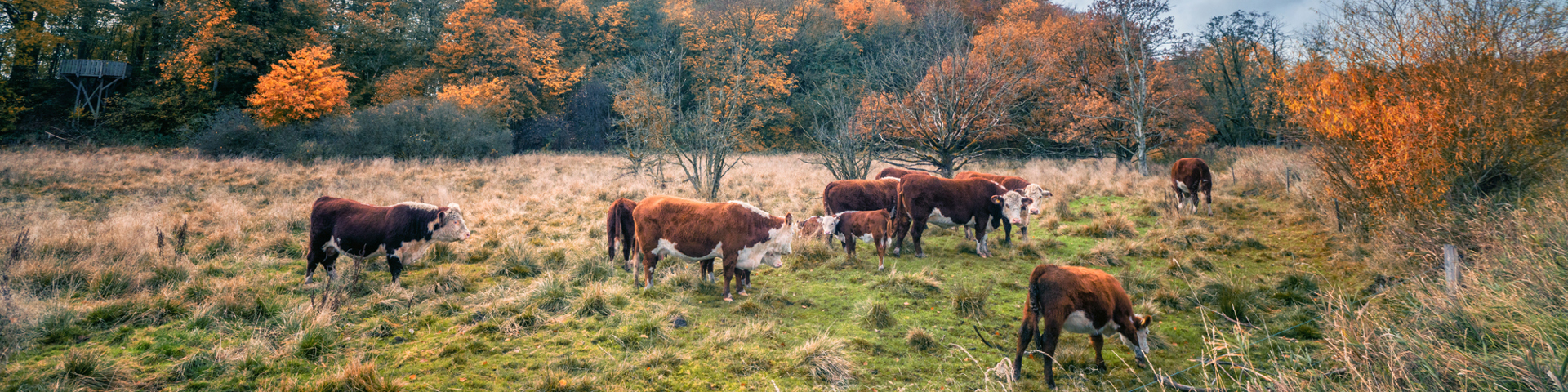 PREVIEW: New tools for agents who service livestock Wide Banner