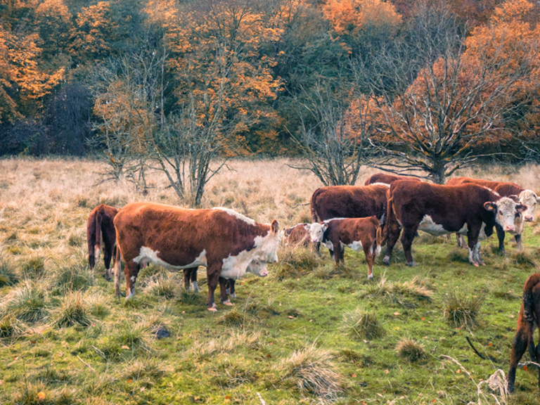 PREVIEW: New tools for agents who service livestock Square Banner