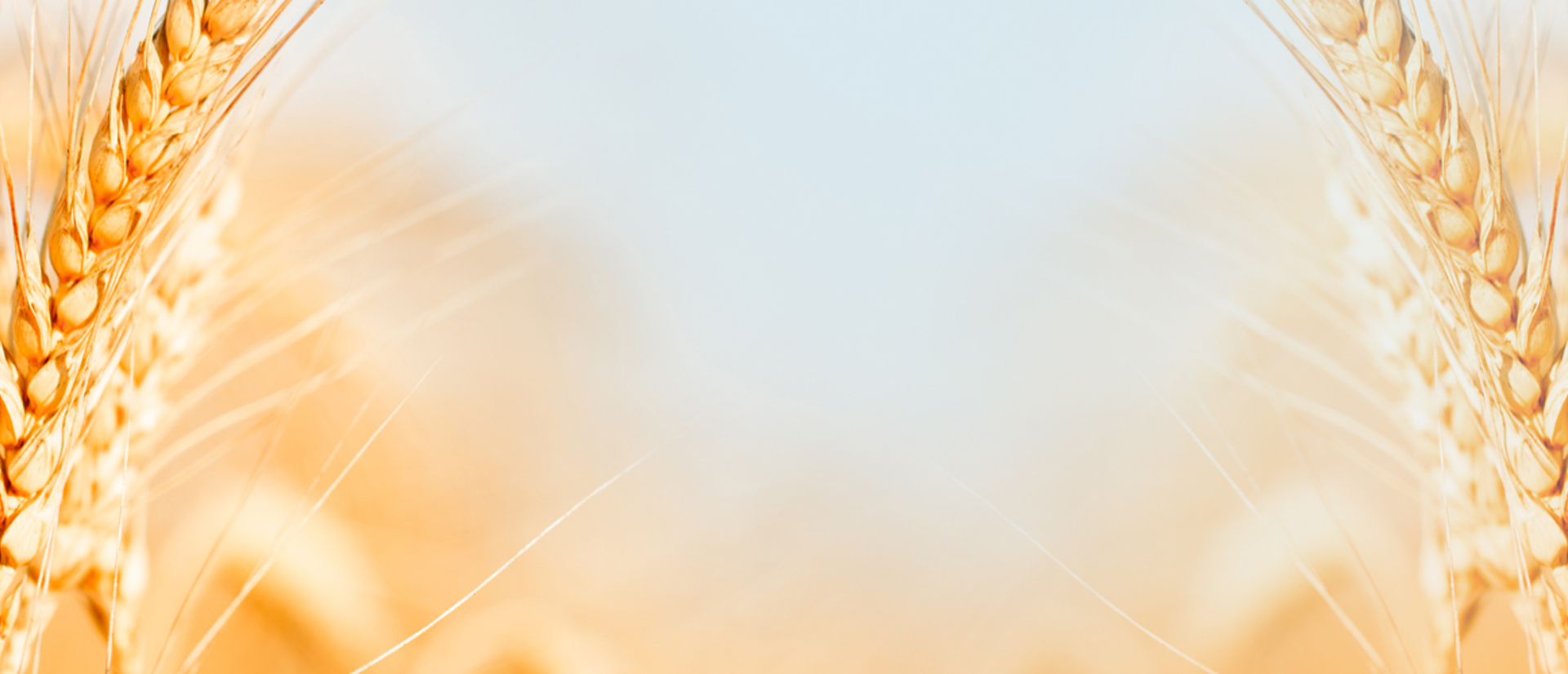 Banner Background Wide