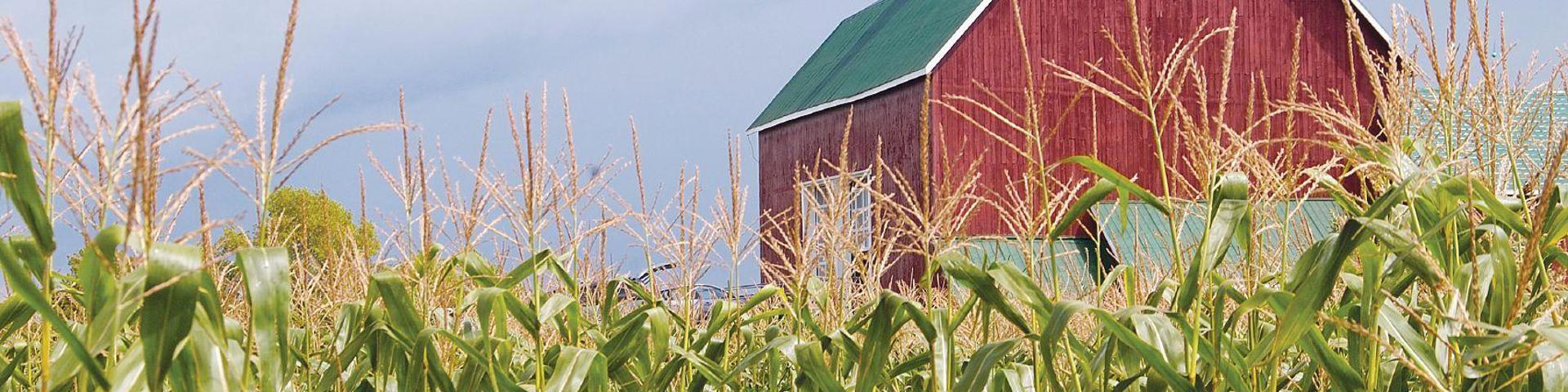 Drought Relief: RMA Defers Interest Charges Wide Banner