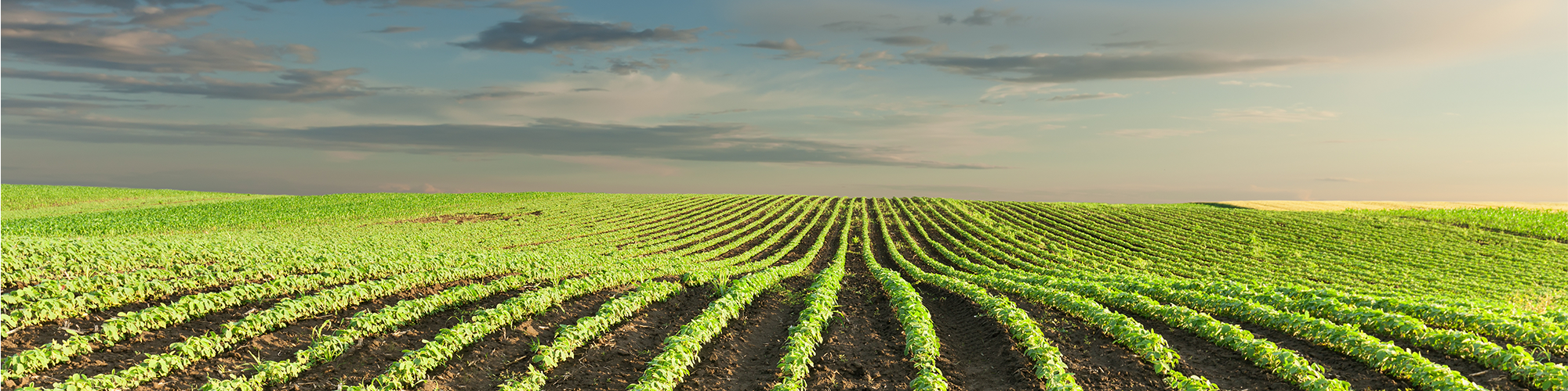 Have your producers considered CLIP?