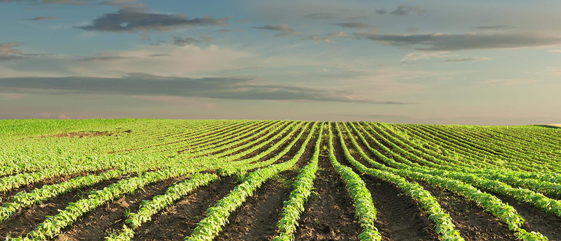 Banner Background Wide