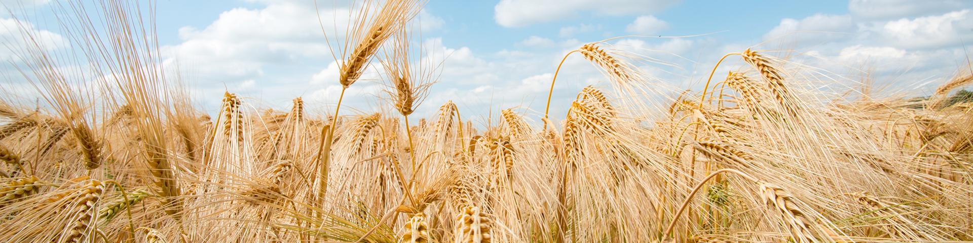 AgriSompo's A+ Credit Rating Reaffirmed Wide Banner