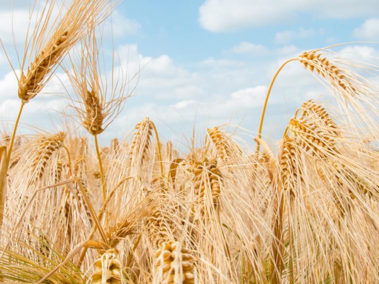 AgriSompo's A+ Credit Rating Reaffirmed Square Banner