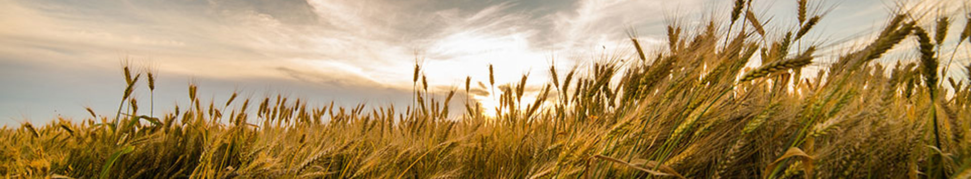Banner Background