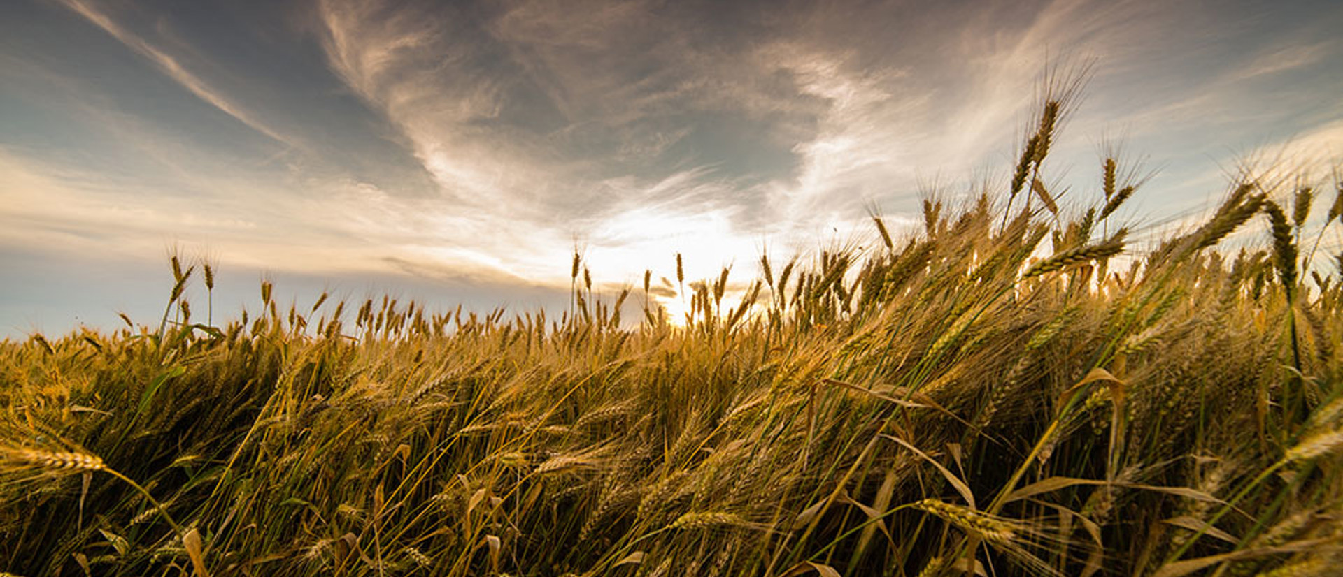 Banner Background Wide