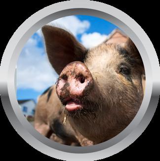 What Skills Will I Need?