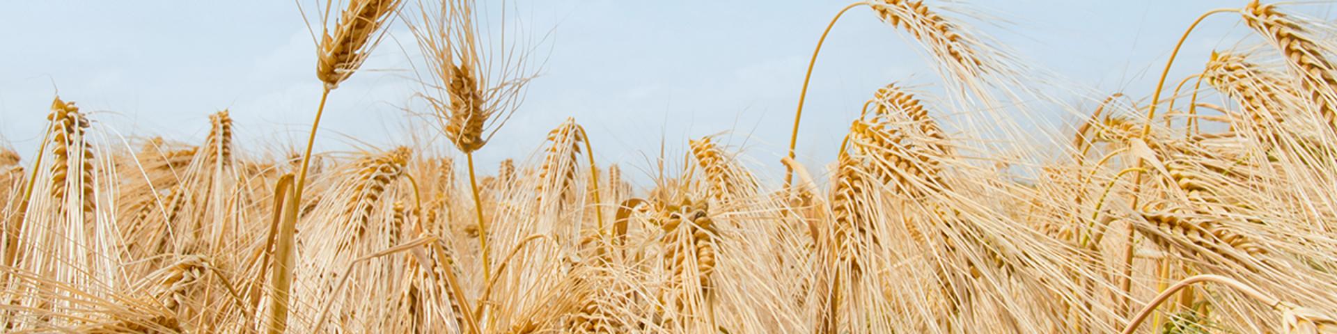 Banner Background